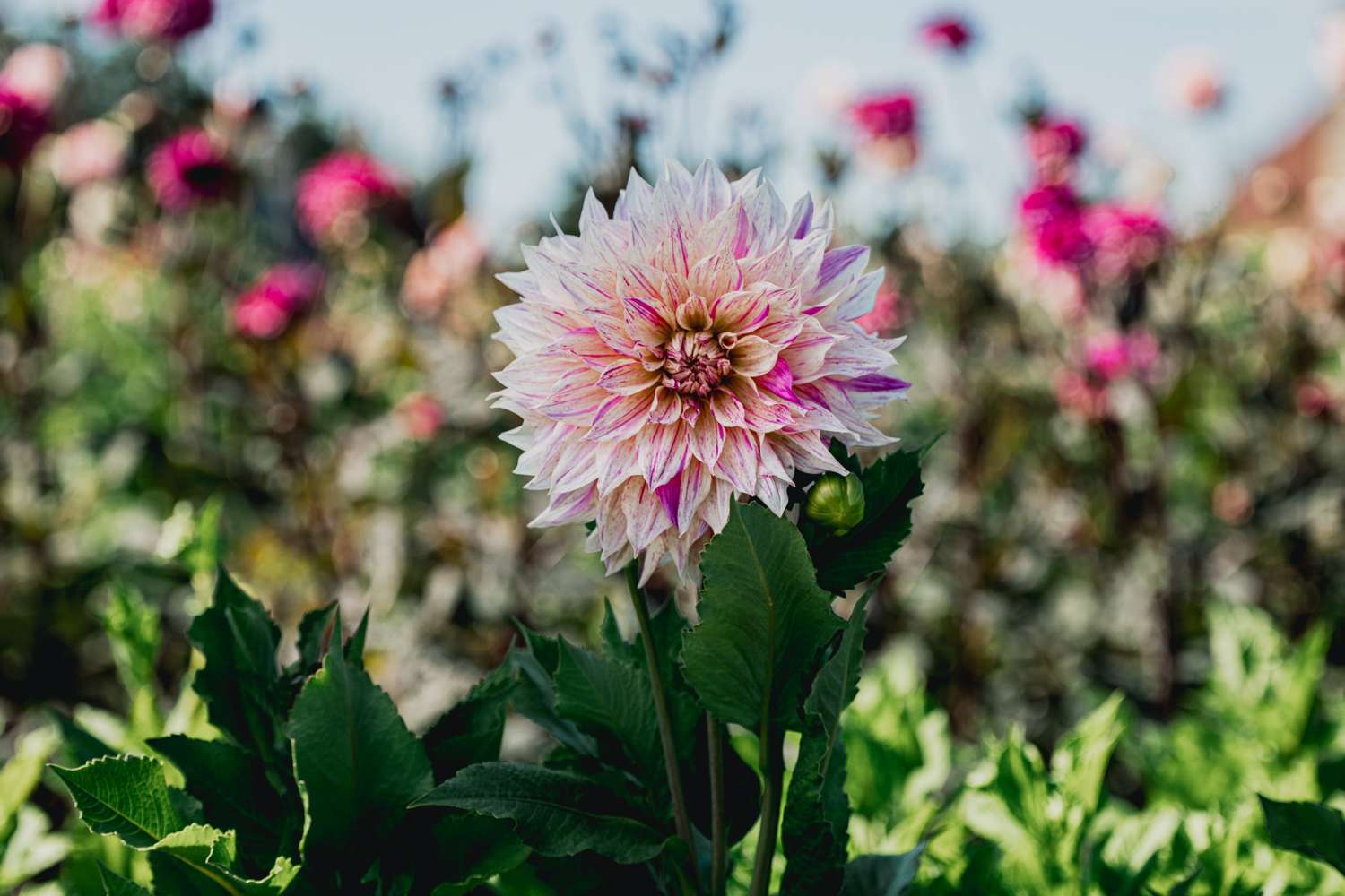 Dahlie 'Cafe au Lait Twist'